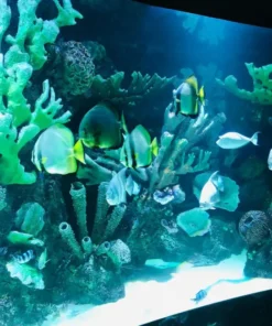 Kirándulás az Antalyai Akváriumba