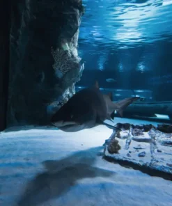 Kirándulás az Antalyai Akváriumba