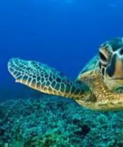 Búvárkodás Kemerben