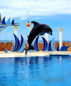 Delfinárium Sealanya - Delfin Show