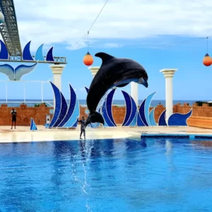 Delfinárium Sealanya - Delfin Show