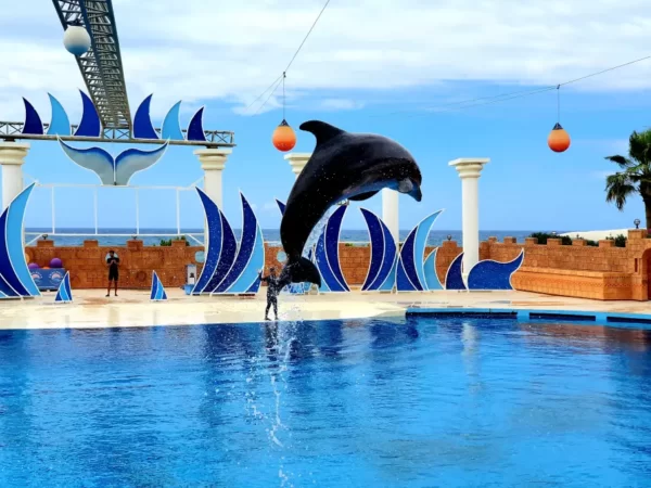 Delfinárium Sealanya - Delfin Show