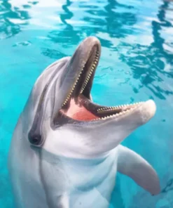 Delfinárium Sealanya - Delfin Show