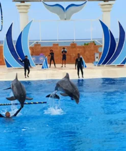 Delfinárium Sealanya - Delfin Show