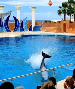 Delfinárium Sealanya - Delfin Show