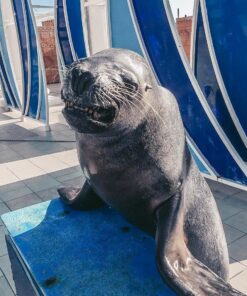 Sealanya Seapark + delfín šou