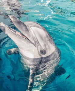 Sealanya Seapark + delfín šou