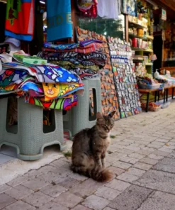 Manavgati Kirándulás