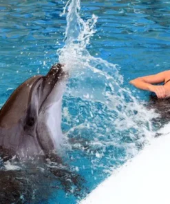 Sealanya Delfinárium - Úszás Delfinekkel