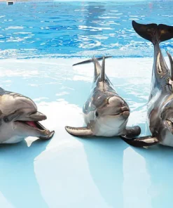 Sealanya Delfinárium - Úszás Delfinekkel